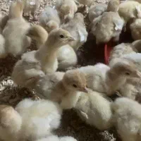 فروش بوقلمون بیوتی ۶