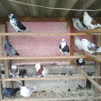کفتر|پرنده|رشت, لاکان شهر|دیوار