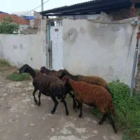 فروش 4تا گوسفند قرمز کردستانی جوان جنس