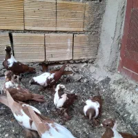 جوجه‌ ککیلی