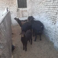 بره|حیوانات مزرعه|اردکان, |دیوار