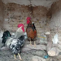 خروس|حیوانات مزرعه|مشهد, شهید معقول|دیوار