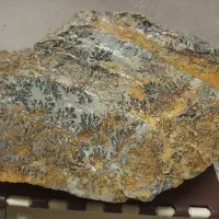 سنگ شجر فسیلی
