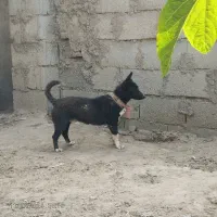 سگ پاکوتاه