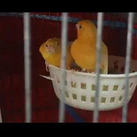 یک جفت قناری زرد/ در جالق