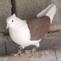 دوکت قرمز و زرد