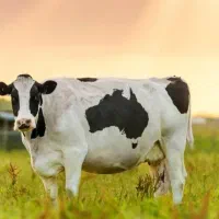 شراکت برای گاو داری و دامداری