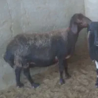 میش چاق درجه ۱