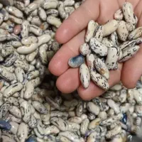 پاچ باقالا محلی خشک