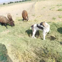 کوته ده ماهه