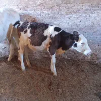 گاو تلیسه ۶ماهه