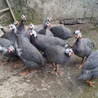 مرغ شاخدار