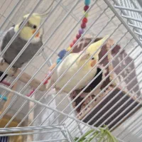 عروس هلندی