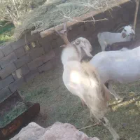 نری چاق