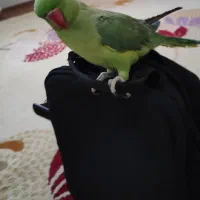 پرنده