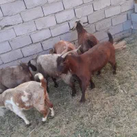 فروش گوسفند در فهرج