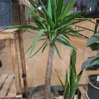 گل  فروشی