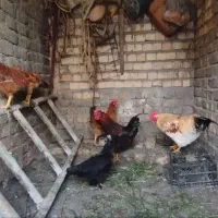 تعدادی خروس رسمی چاق وسنگین