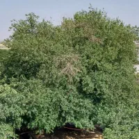تامین کننده برگ درخت توت