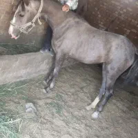 اسب ماده