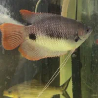 گورامی رد جاینت