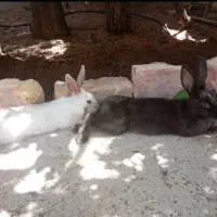 خرگوش معاوضه نر و ماده