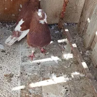 شازده قرمز عروسک