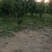 باغ گیلاس سه هزارمتر