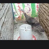 بوقلمو