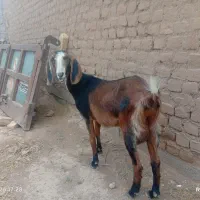 بز جوان|حیوانات مزرعه|قائن, |دیوار