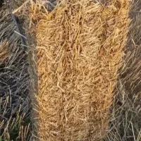 کاه پرس سوفال کلور سر خوشه