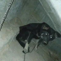 سگ ژرمن