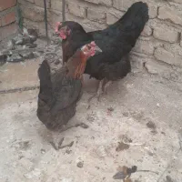 مرغ تخمگذار