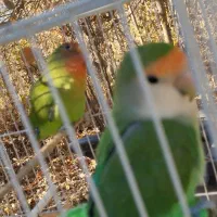 جفت کتول. اماده جفت گیری