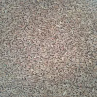 گندم دیم ‌کیلو ۴۸ مناسب کبوتر وحیوان