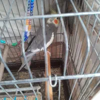 عروس هلندی