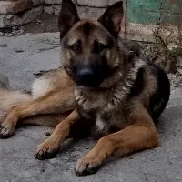 سگ ژرمن شپرد