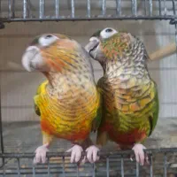 جفت