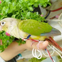 طوطی گرینچی گمشده