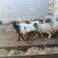 پنج راس گوسفند داشتی/انجیره