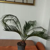 سیکاس و سانسوریا ابلق