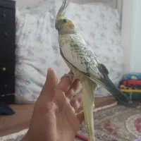 یک جفت عروس هلندی بالغ
