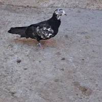 کبوتر‌ گرفتنی