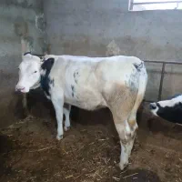 گوساله سفیدابی ماده