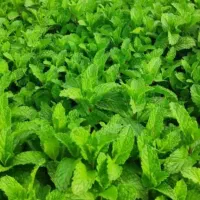 فروش زمین زراعتی