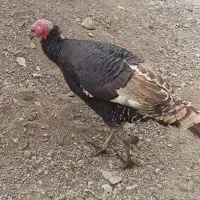 بوقلمون ماده