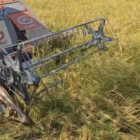 برنج هاشمی مستقیم از کشاورز