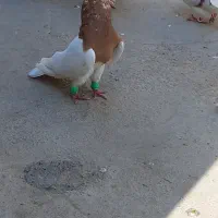 سه کله ای زرد فروشی دوتانریه ماده