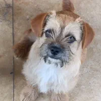 واگذاری سگ شیتزو