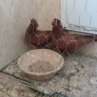 یک جفت کبوتر راعبی رواعب